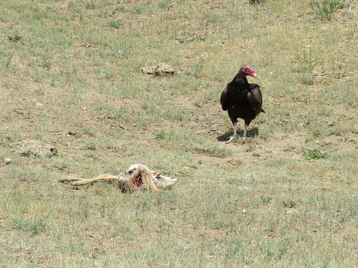 Turkey Vulture - ML348751681
