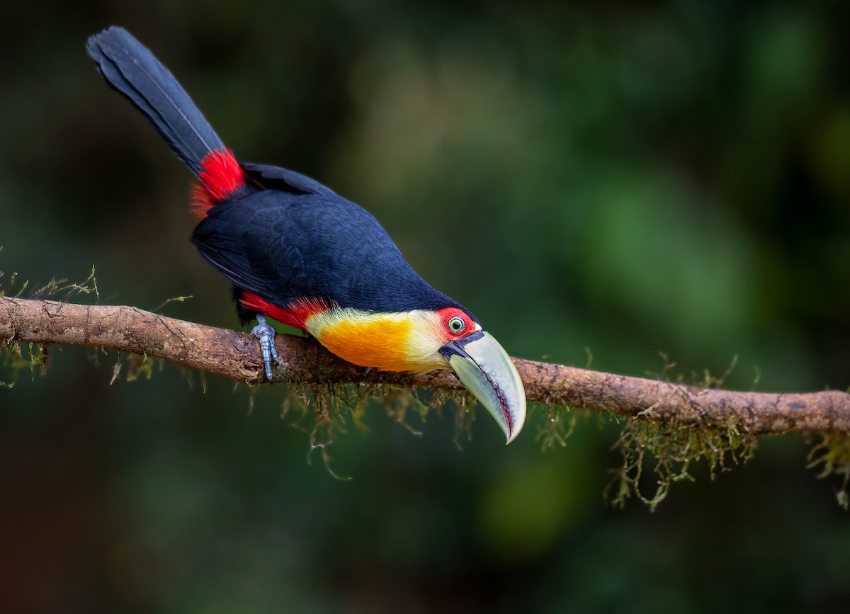 Red-breasted Toucan - ML348753501