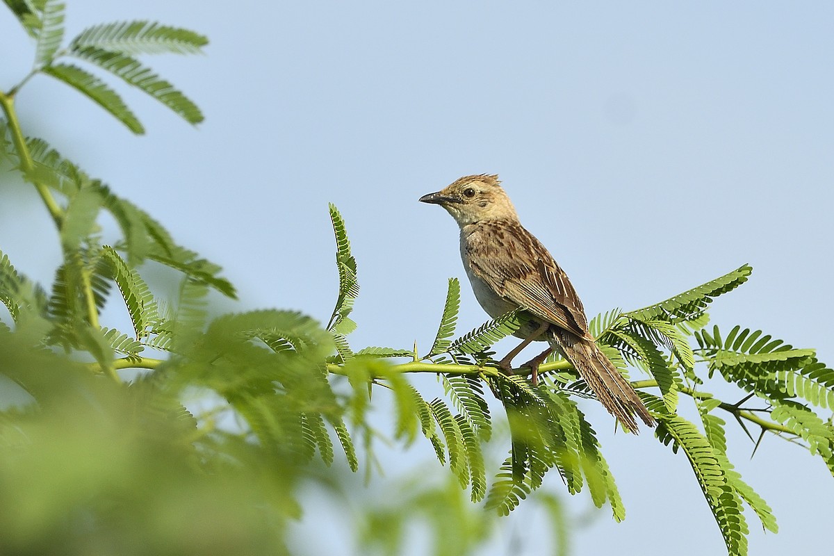 Bristled Grassbird - Samyukth Sridharan