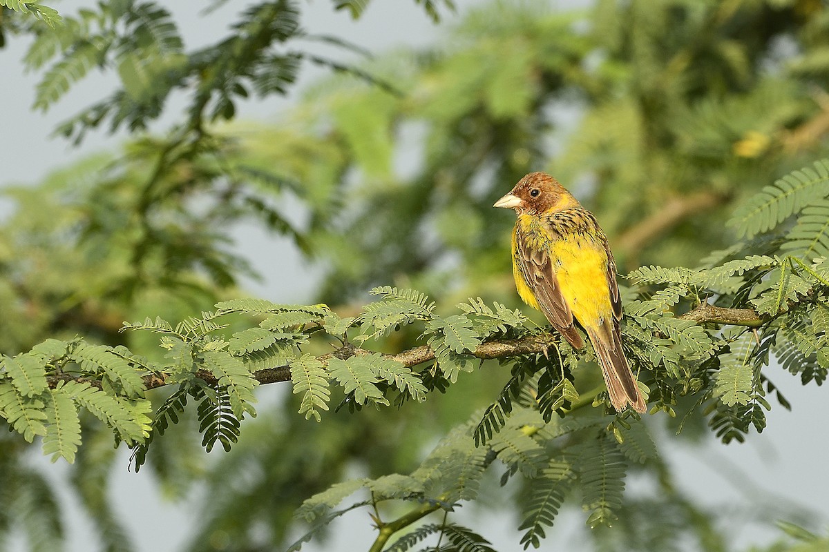 Red-headed Bunting - ML34875391