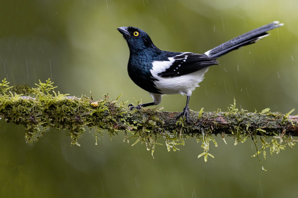 Magpie Tanager - ML348754121