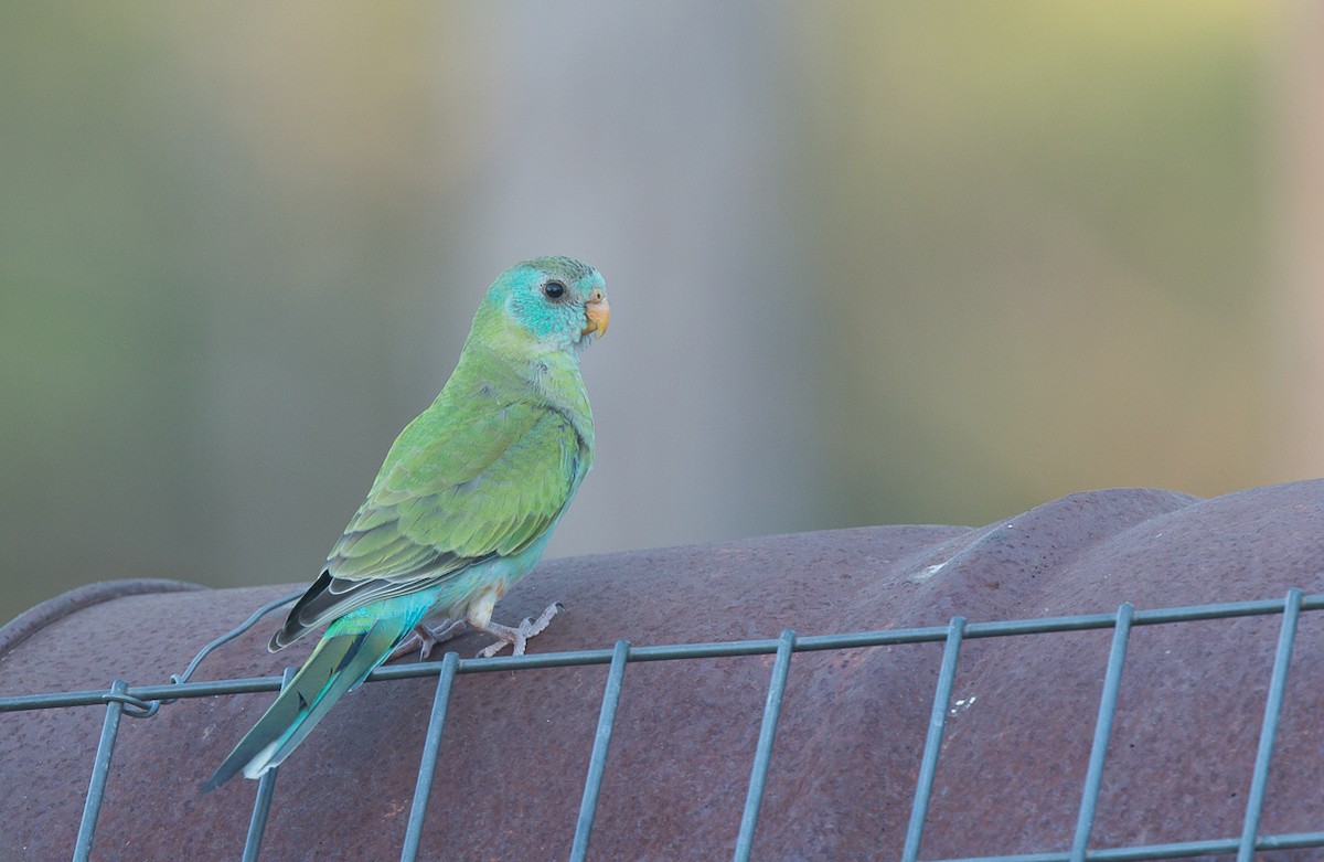 Golden-shouldered Parrot - ML348756181