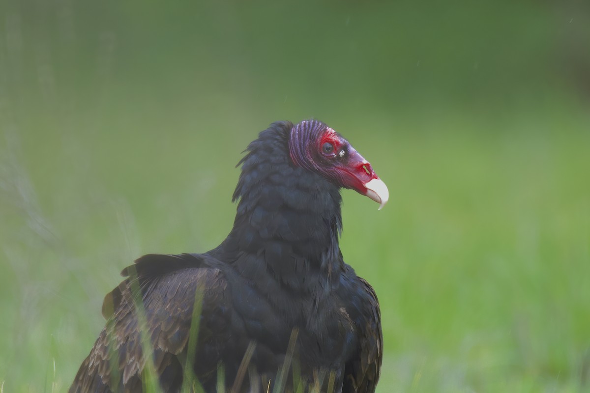 Turkey Vulture - Thirumalai Suresh