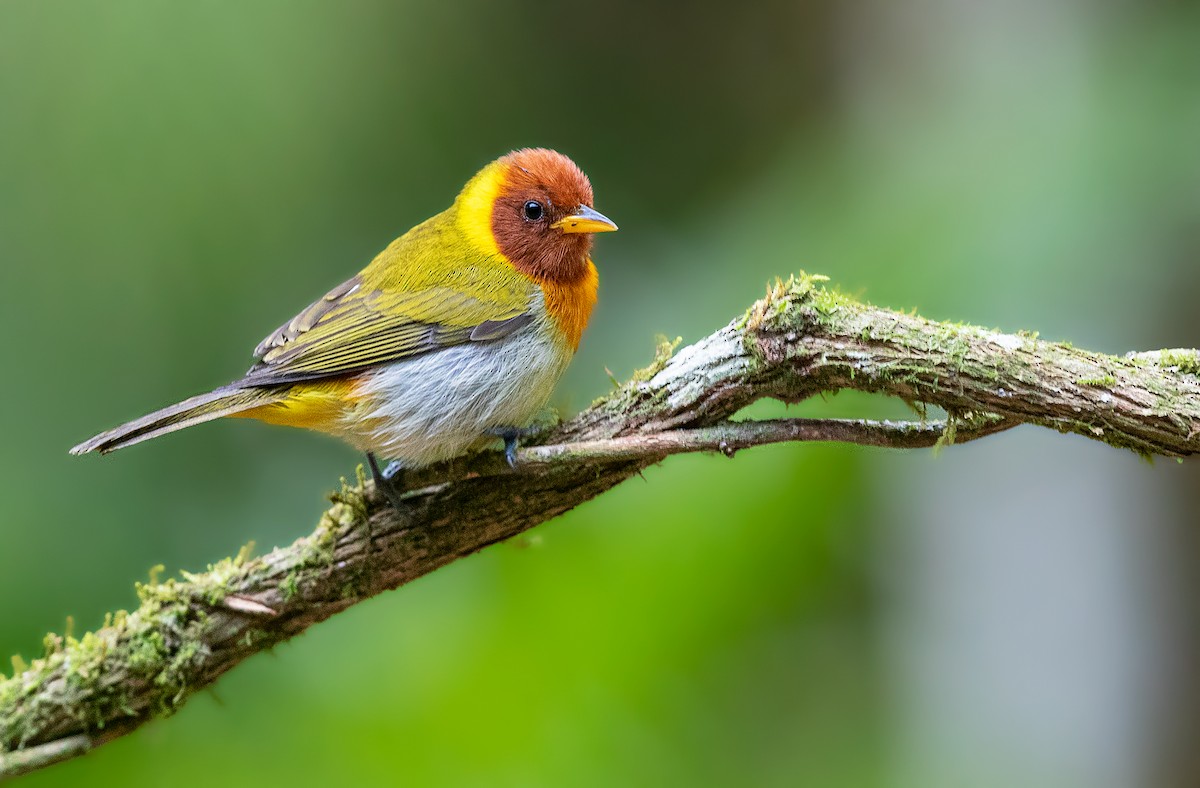 Rufous-headed Tanager - ML348756871