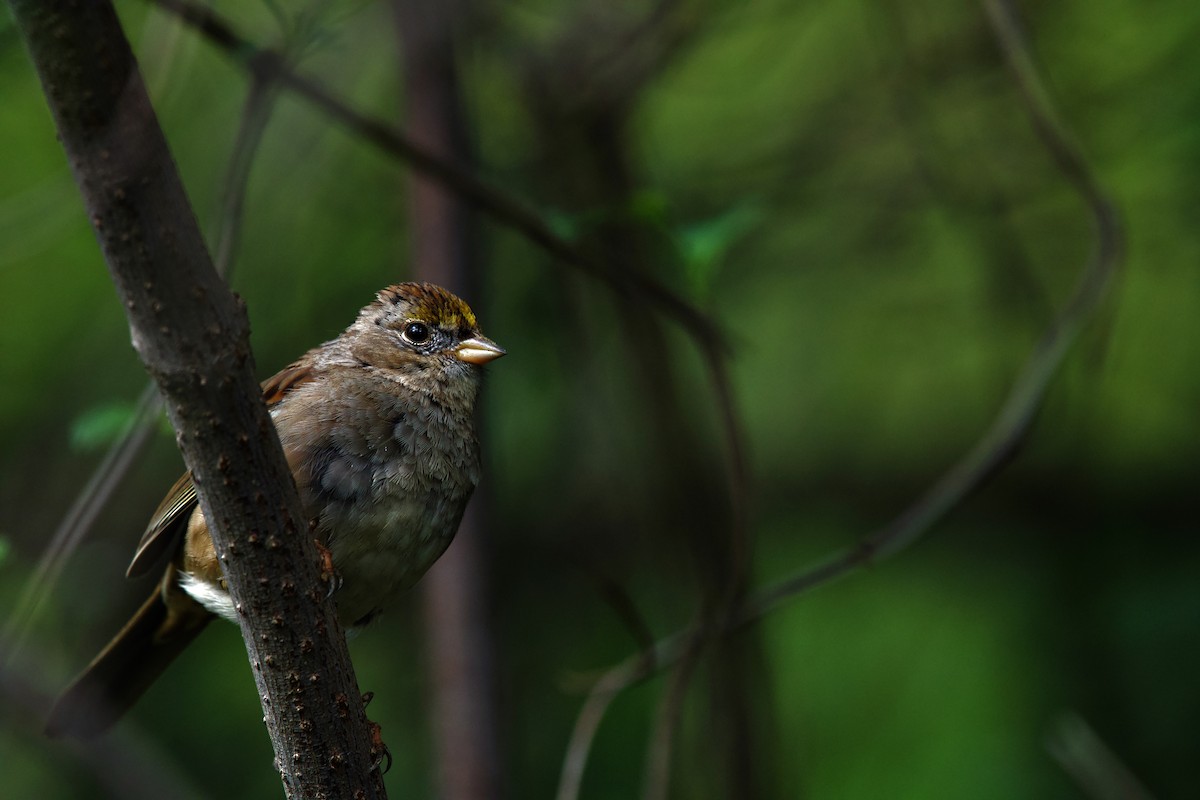 Golden-crowned Sparrow - ML348757151