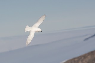  - Snow Petrel