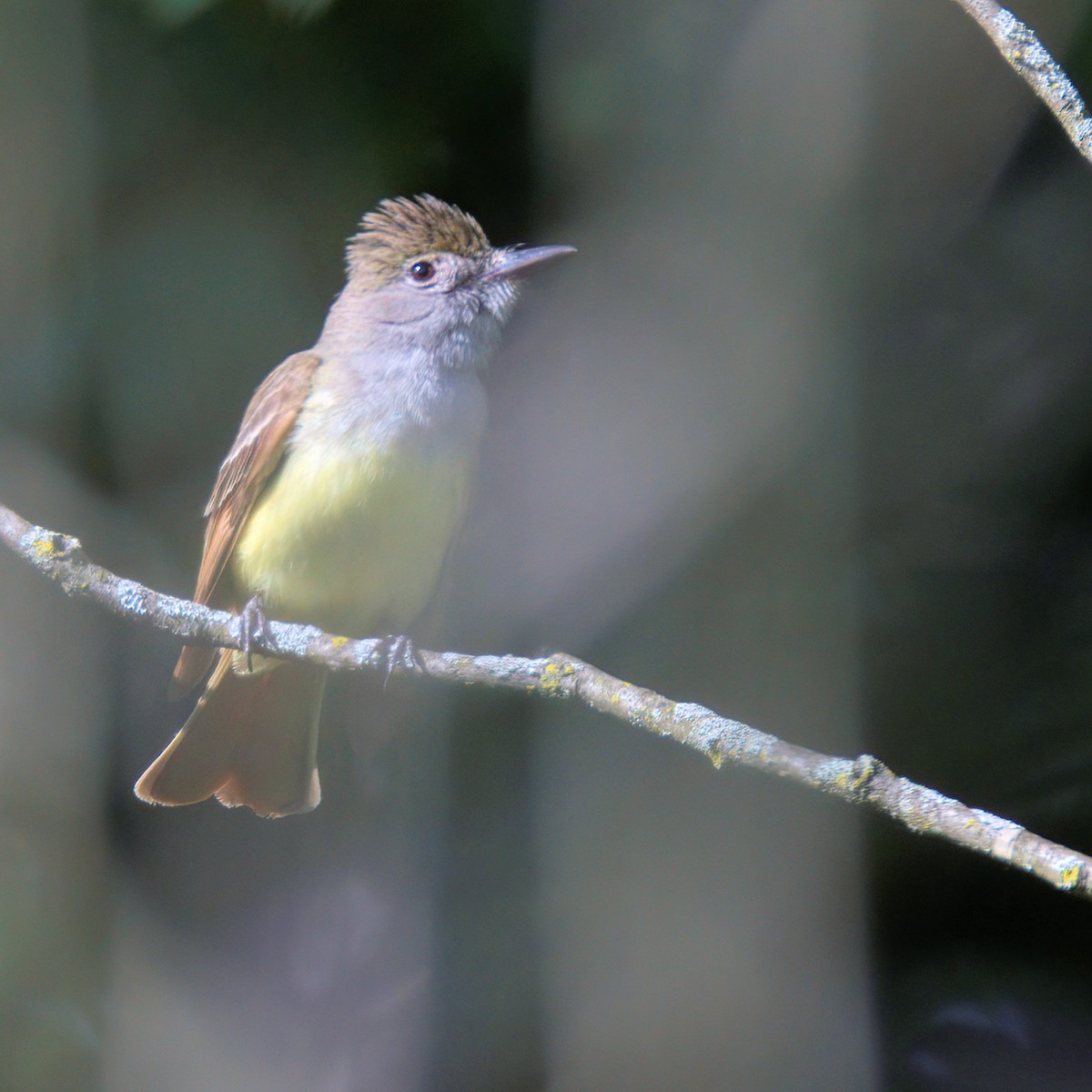 Great Crested Flycatcher - Tom Farrell