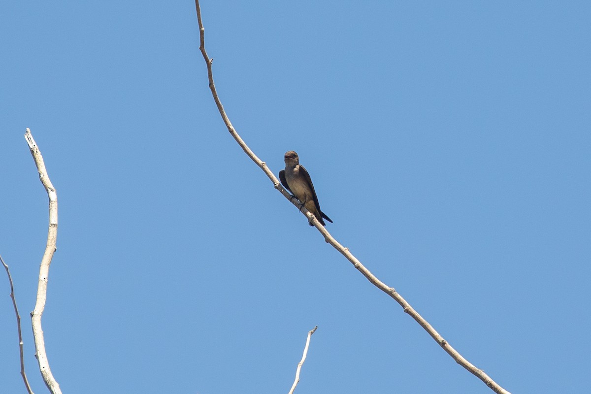 Northern Rough-winged Swallow - ML348762841