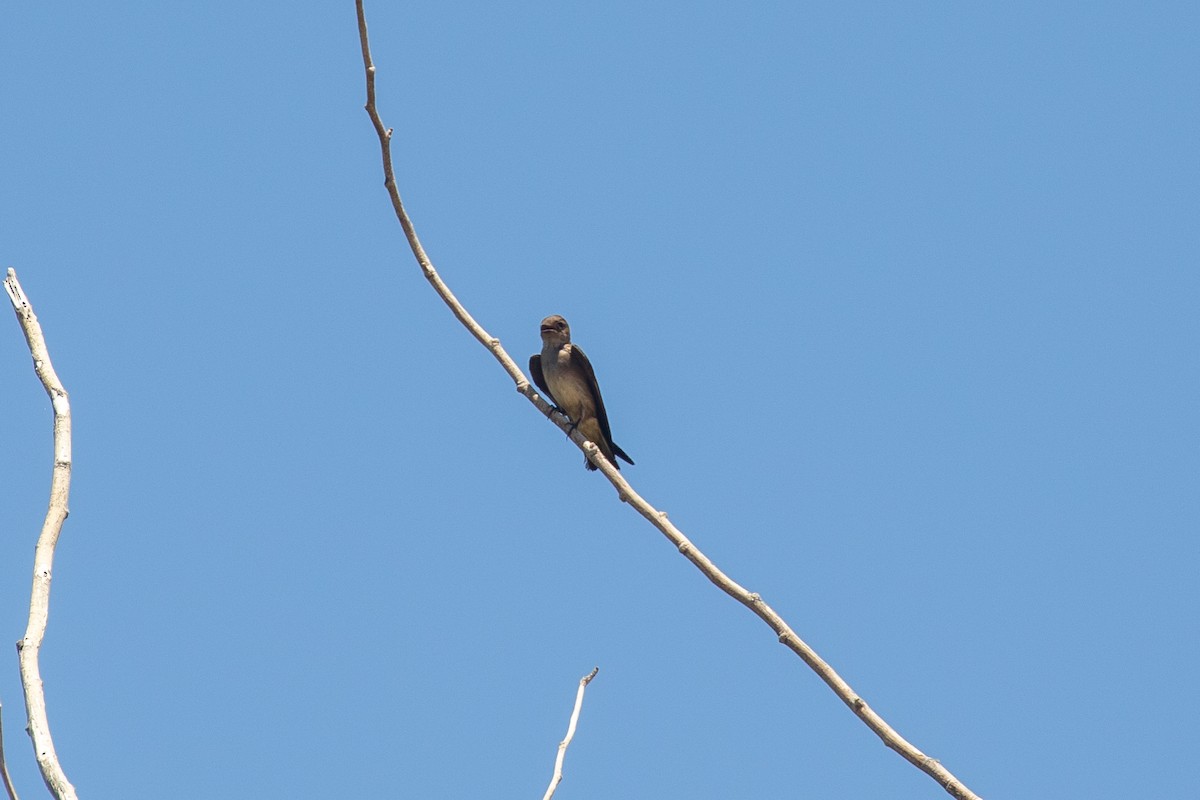 Northern Rough-winged Swallow - ML348762881