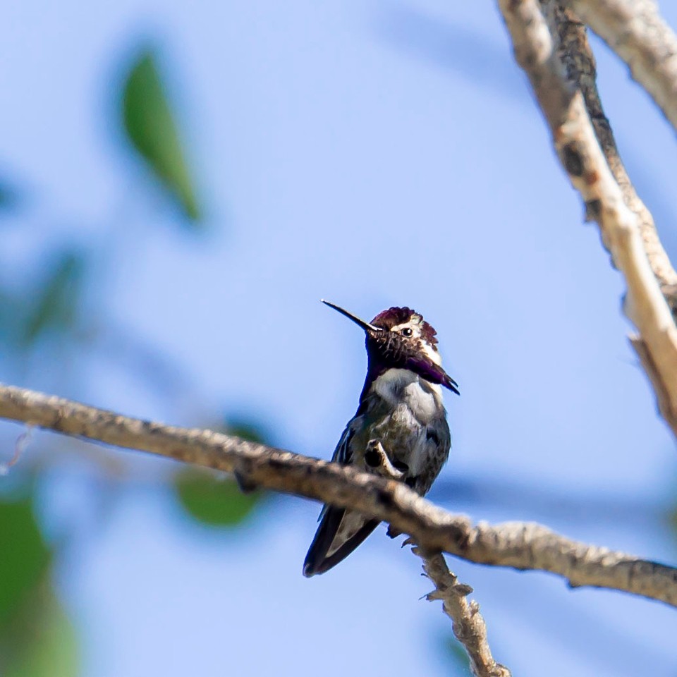 Costa's Hummingbird - ML348767731