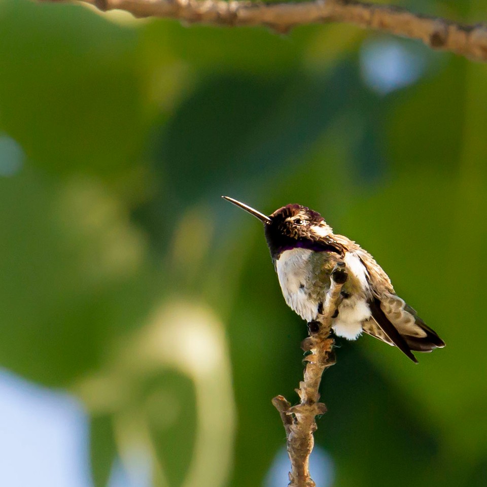 Costa's Hummingbird - ML348767741