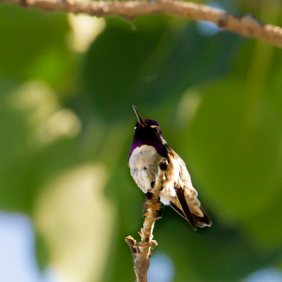 Costa's Hummingbird - ML348767751