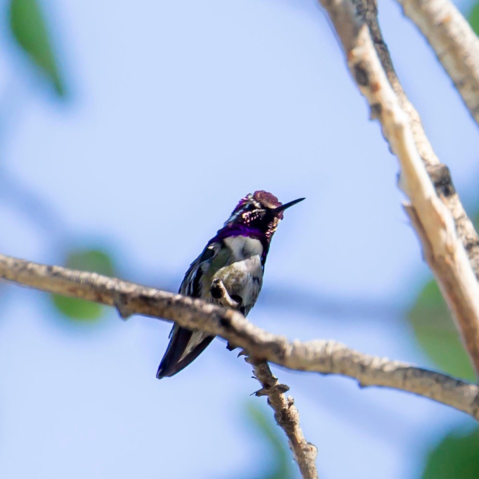 Costa's Hummingbird - ML348767761
