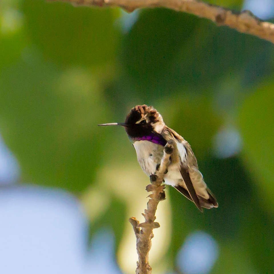 Costa's Hummingbird - ML348767771
