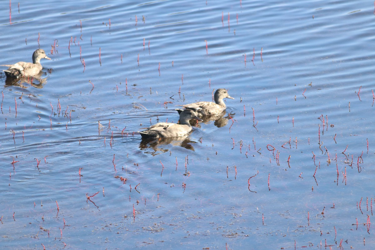 Gadwall - ML348773501