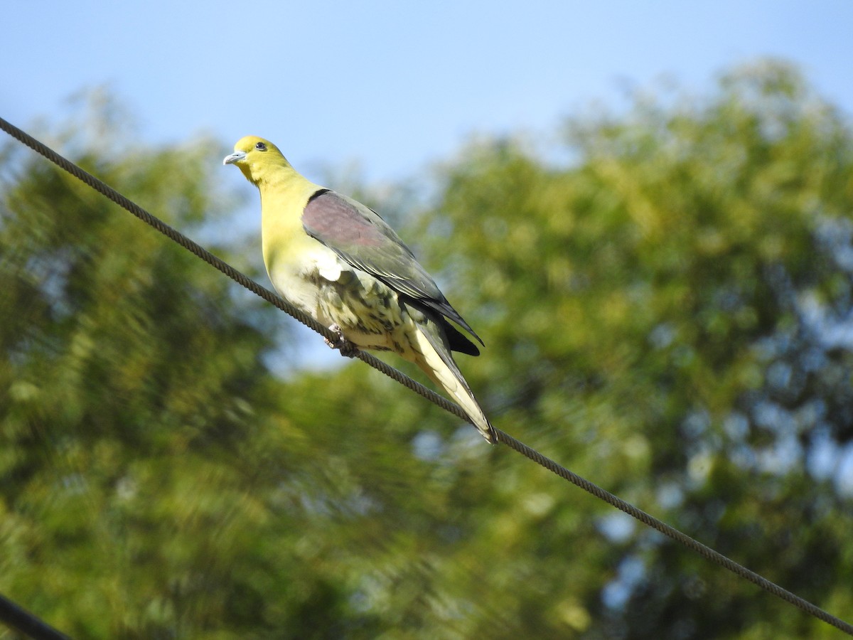 White-bellied Green-Pigeon - ML348776901