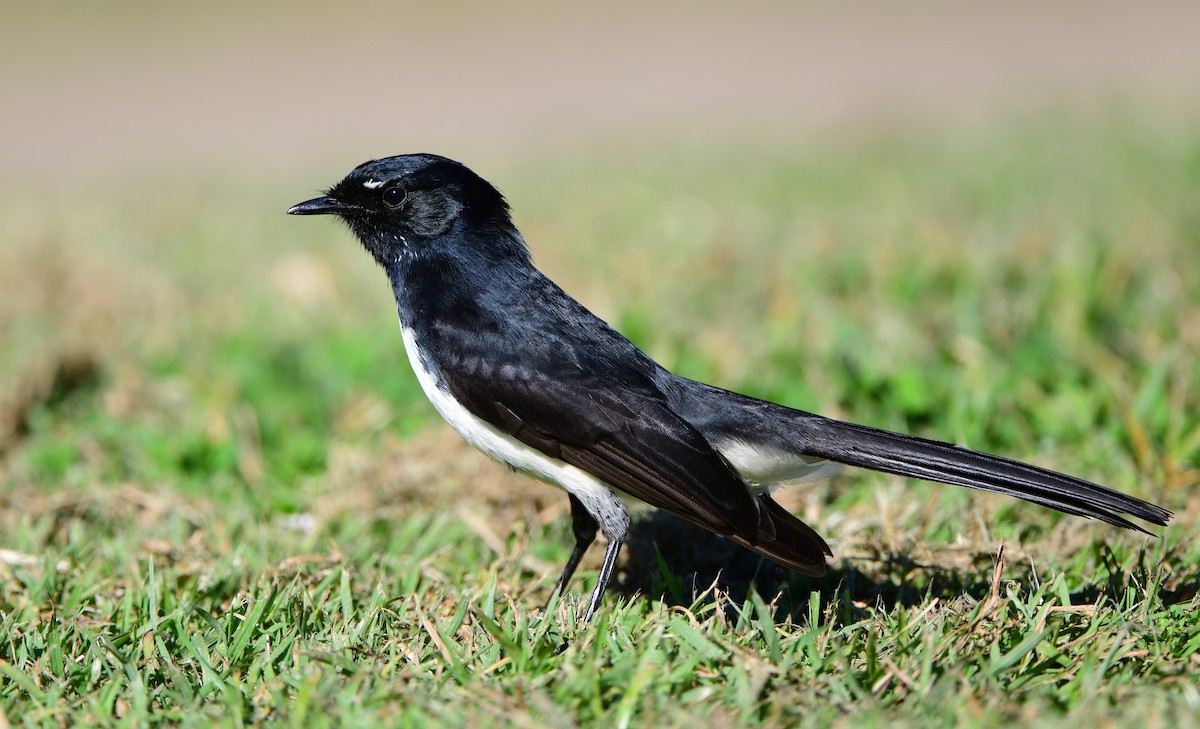 Willie-wagtail - ML348778151