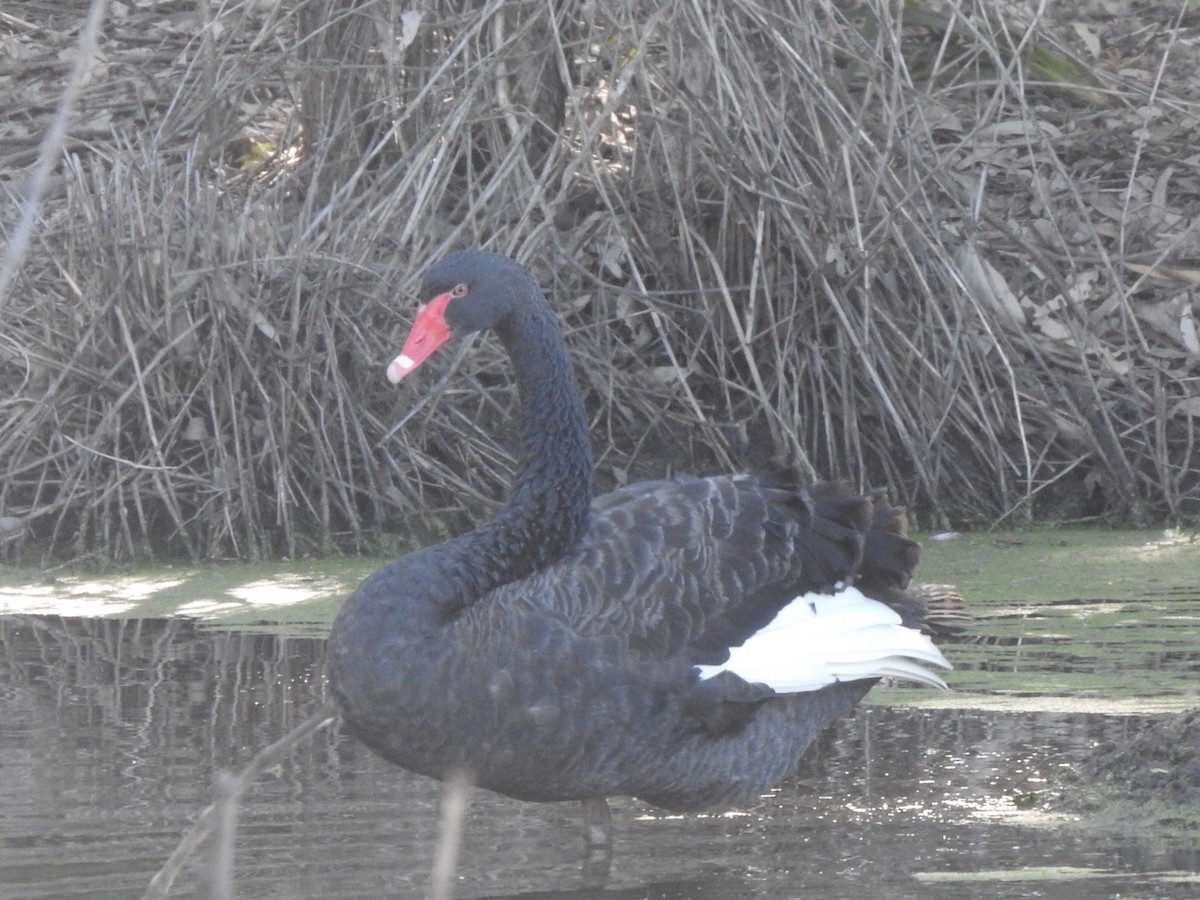 Black Swan - ML348779591