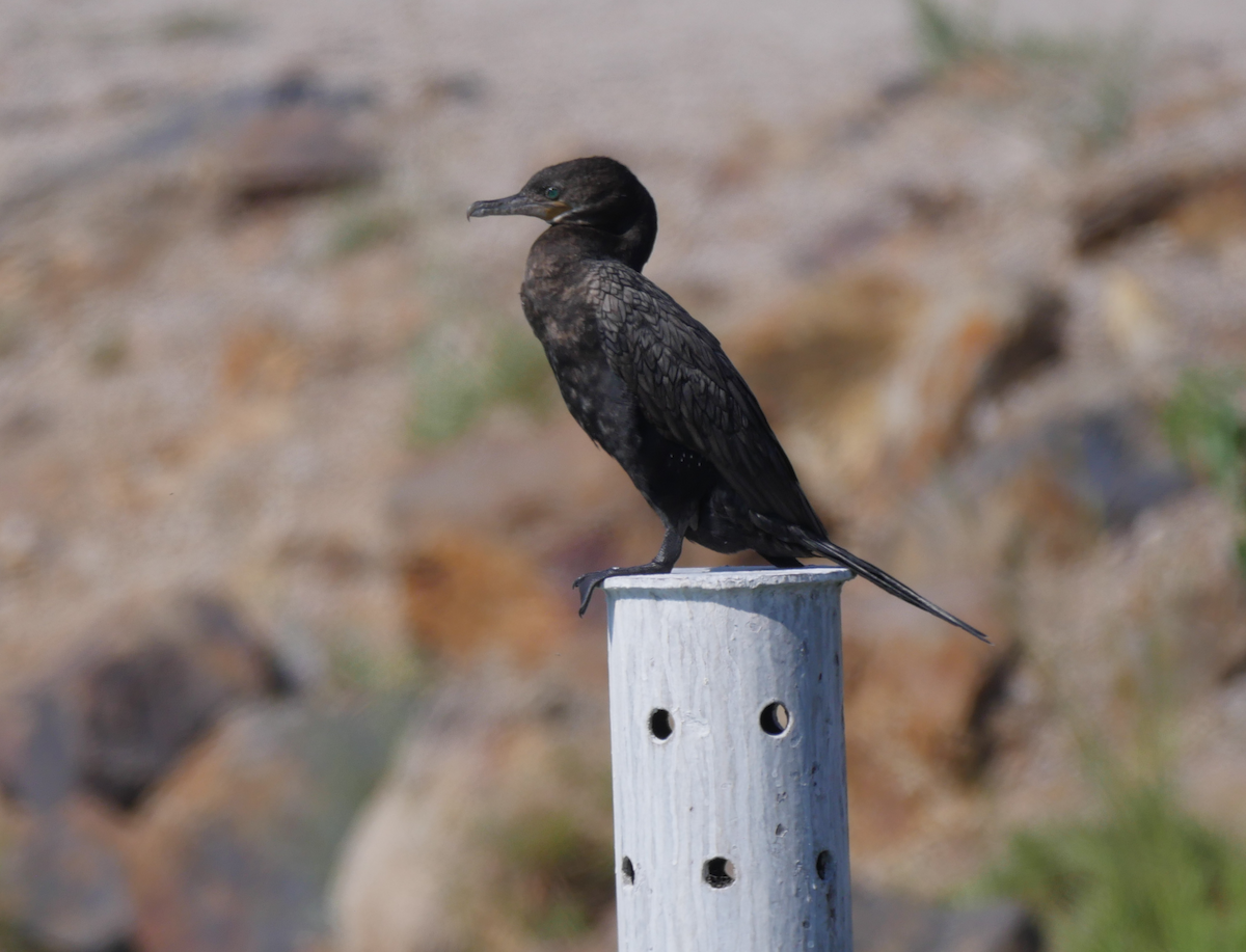 Neotropic Cormorant - Jarrod  Swackhamer