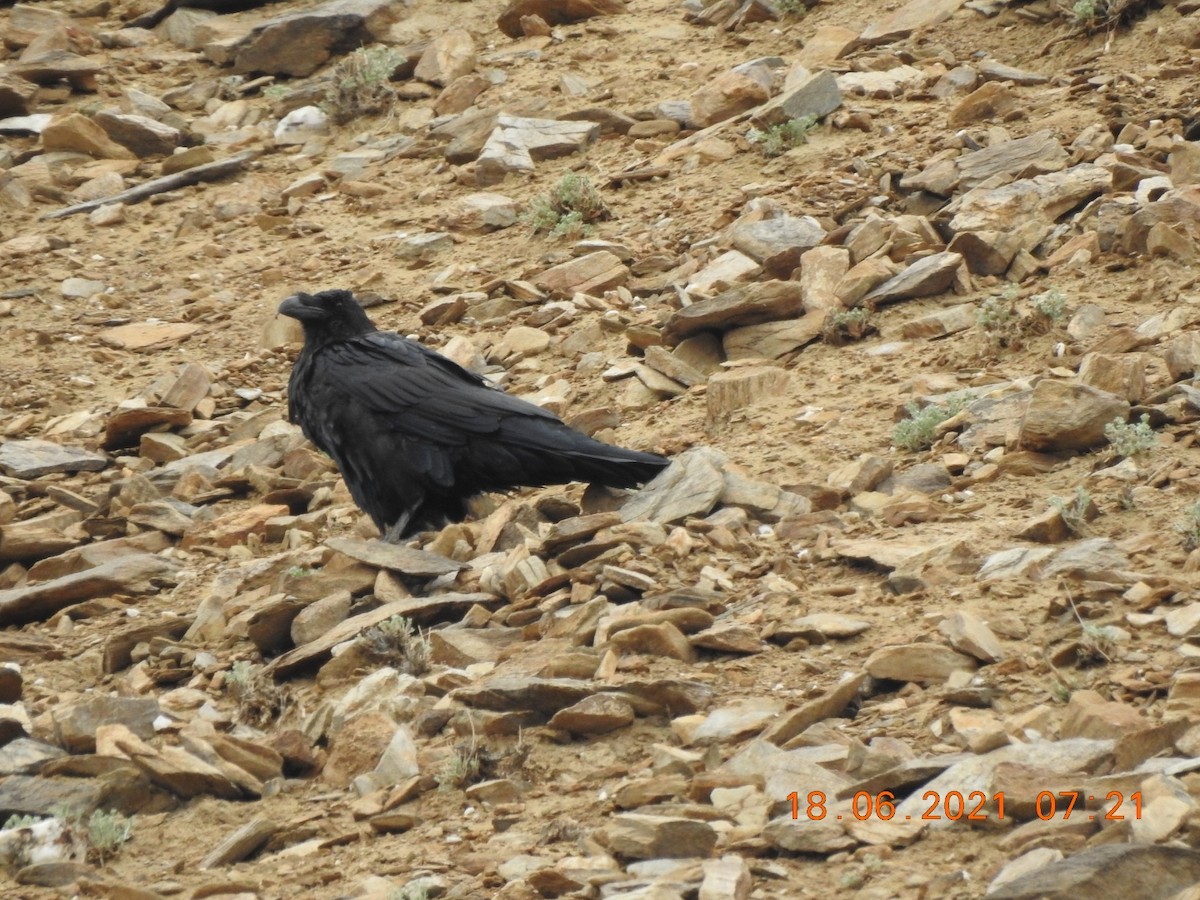 Common Raven - ML348782871