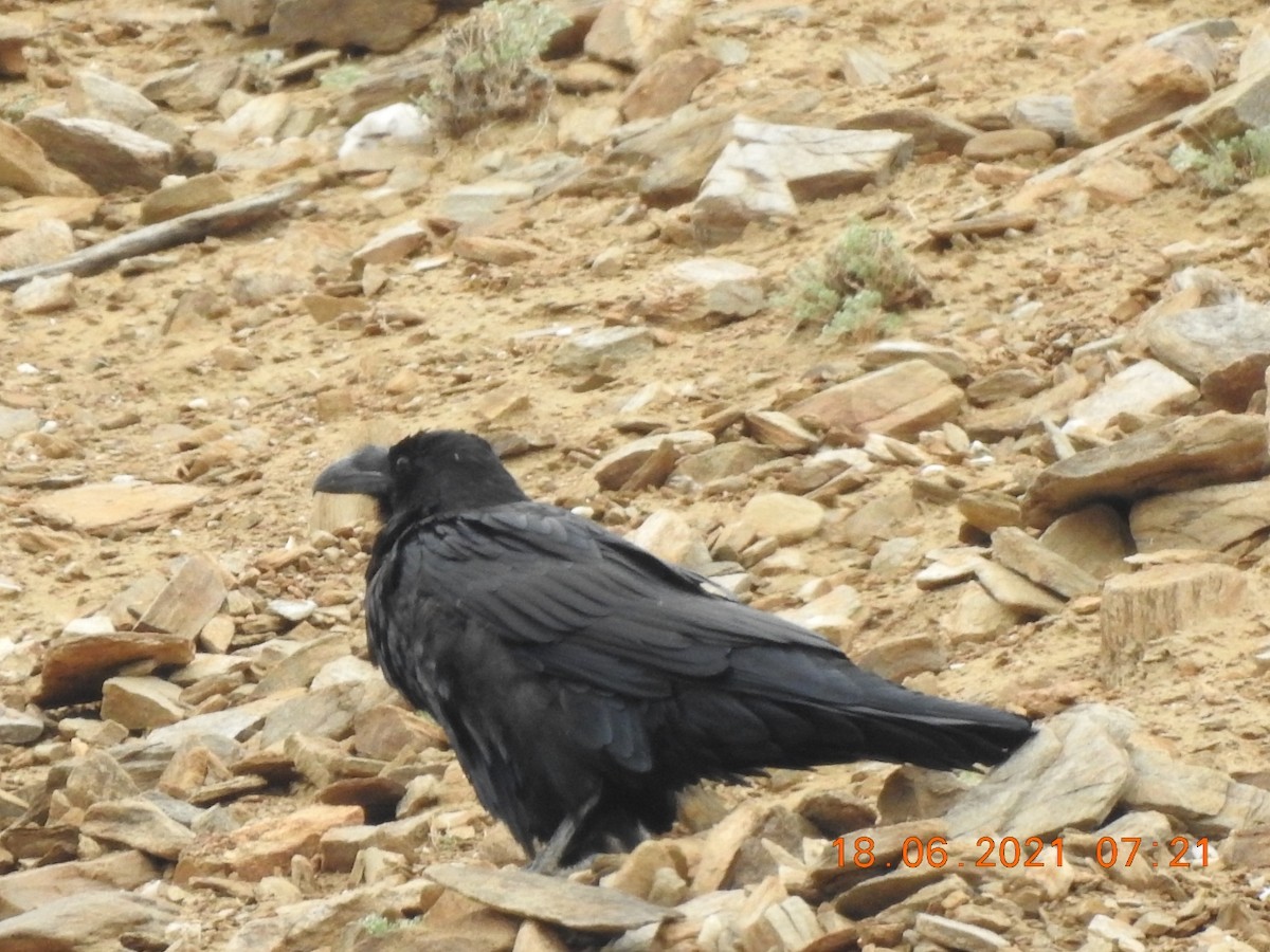 Common Raven - ML348782881