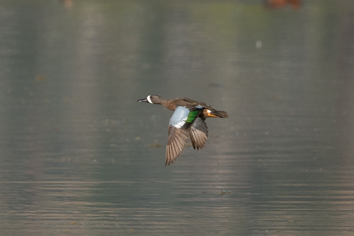 Blue-winged Teal - ML348785021