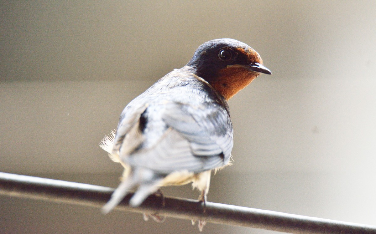 Barn Swallow - Rozan Dhungel