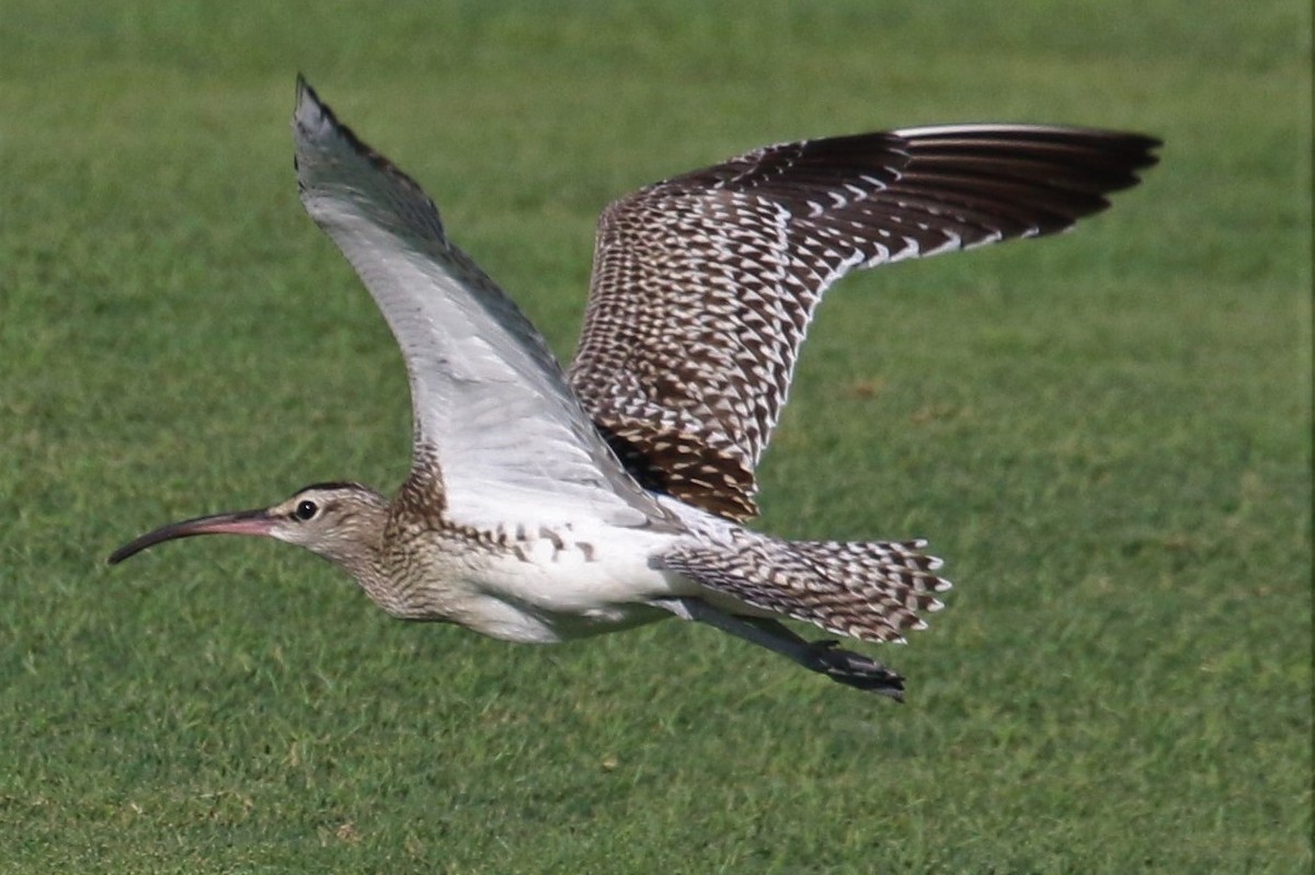Whimbrel (Steppe) - ML348790441