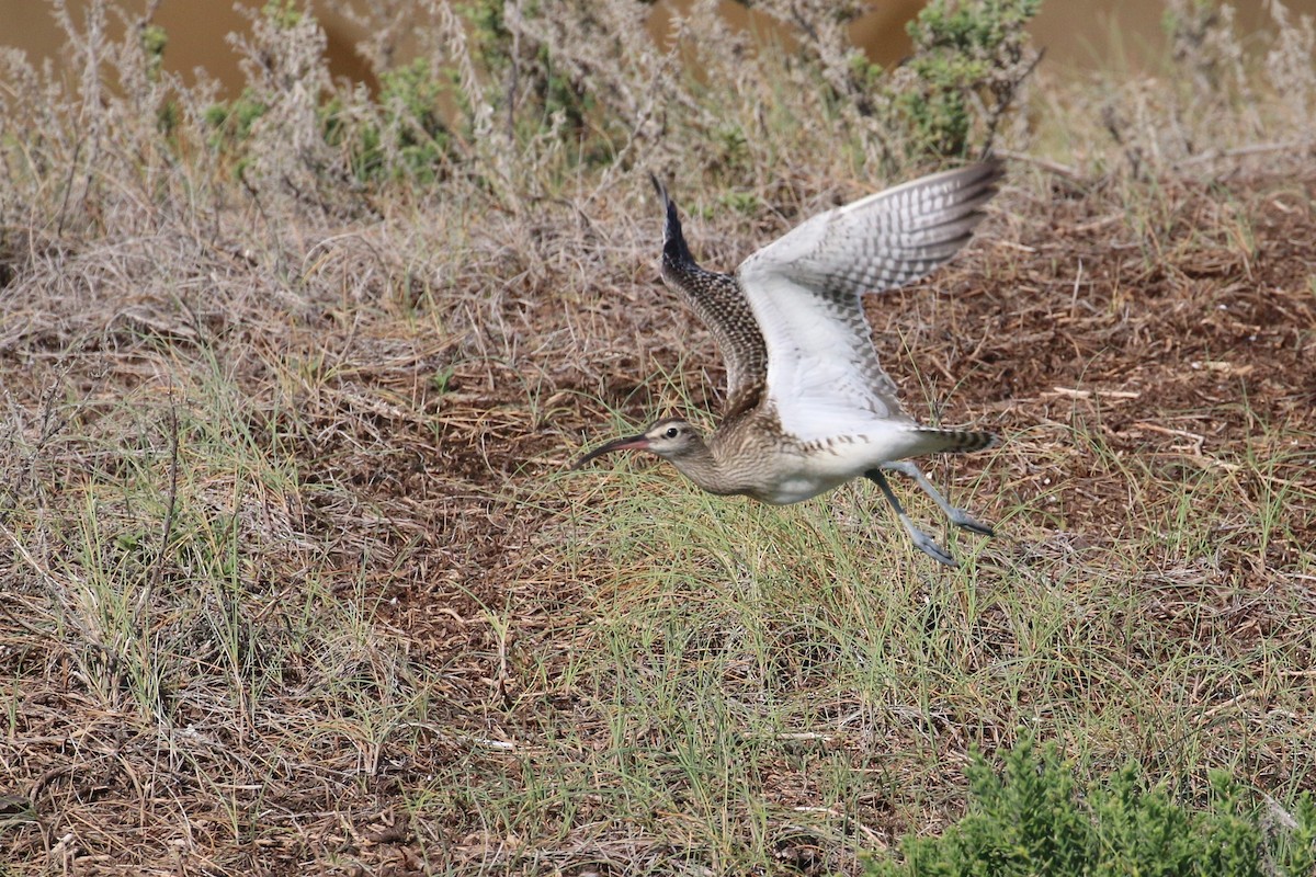 Whimbrel (Steppe) - ML348790451