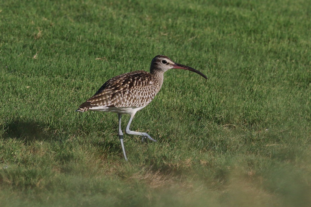 Whimbrel (Steppe) - ML348790461