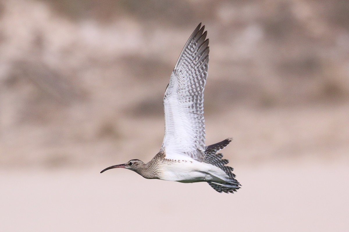 Whimbrel (Steppe) - ML348790481
