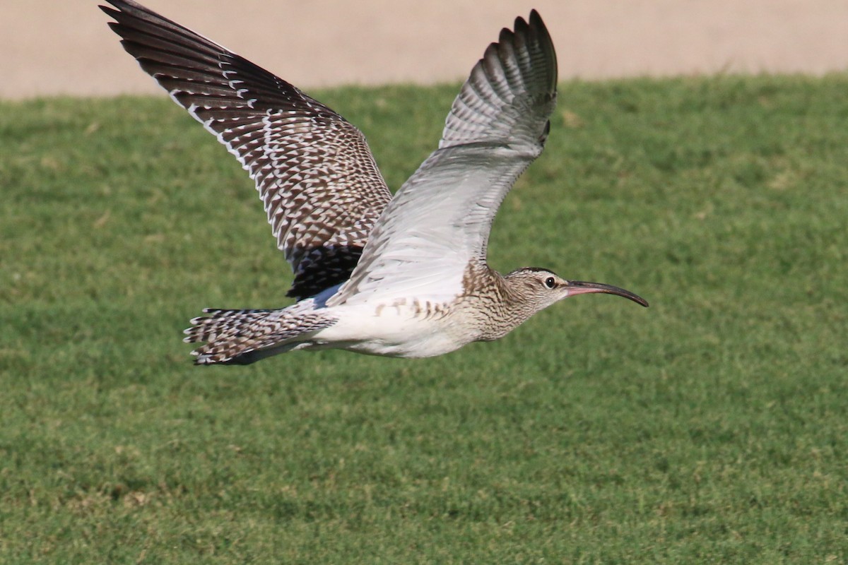 Whimbrel (Steppe) - ML348790491