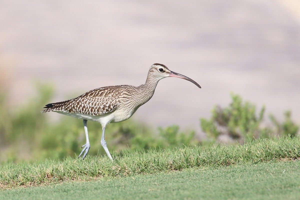 Whimbrel (Steppe) - ML348790551