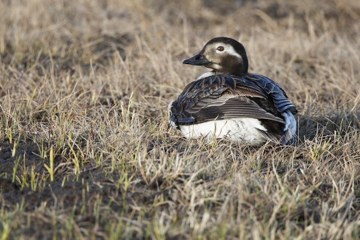 Long-tailed Duck - ML348790901