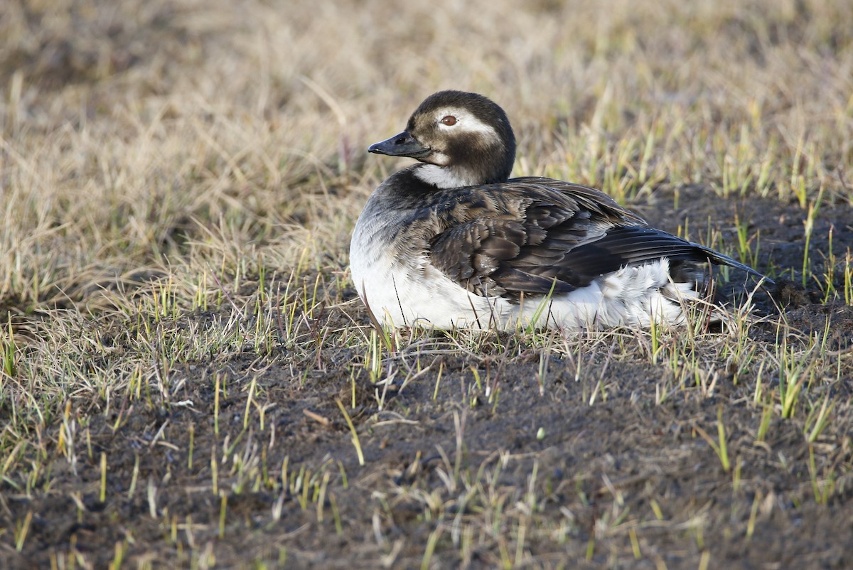 Long-tailed Duck - Liam Hutcheson