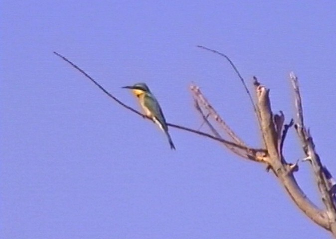 Swallow-tailed Bee-eater - ML348791411
