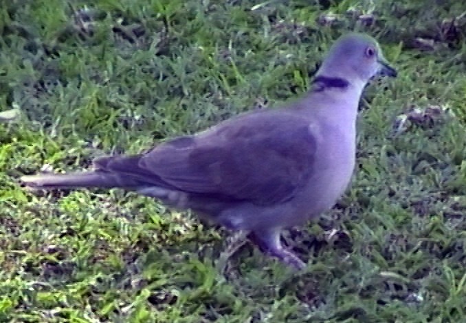 Mourning Collared-Dove - ML348792061