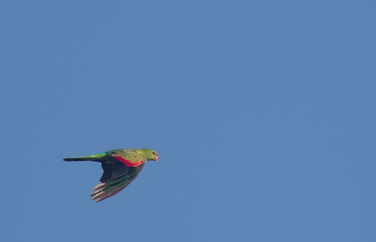 Red-winged Parrot - Geoff Dennis