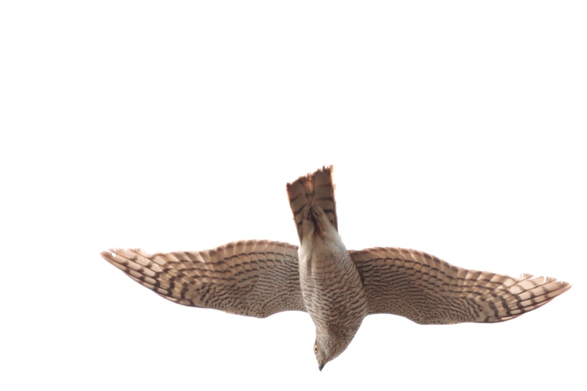 Eurasian Sparrowhawk - Letty Roedolf Groenenboom