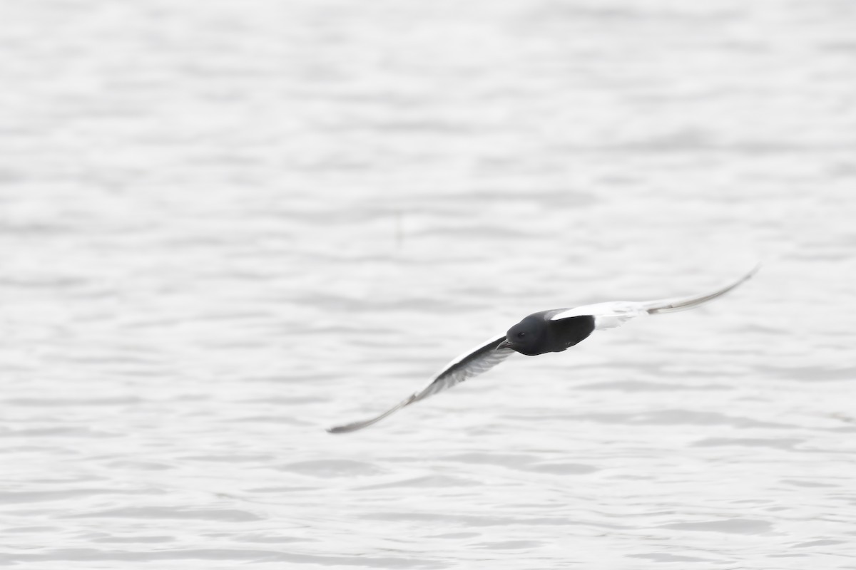 White-winged Tern - ML348796651