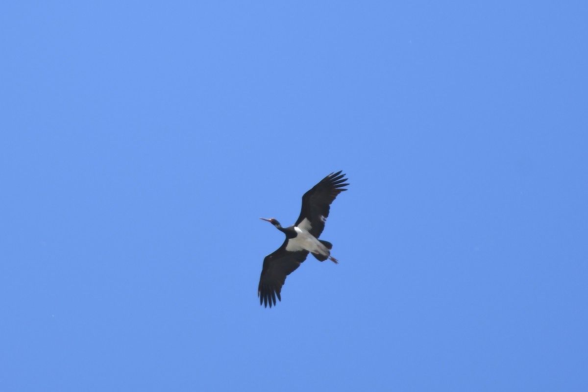 Black Stork - ML348797241