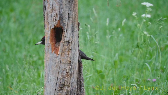 Black Woodpecker - ML348799771