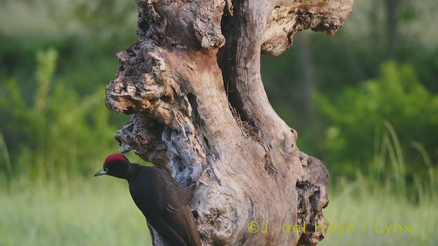 Black Woodpecker - ML348802141
