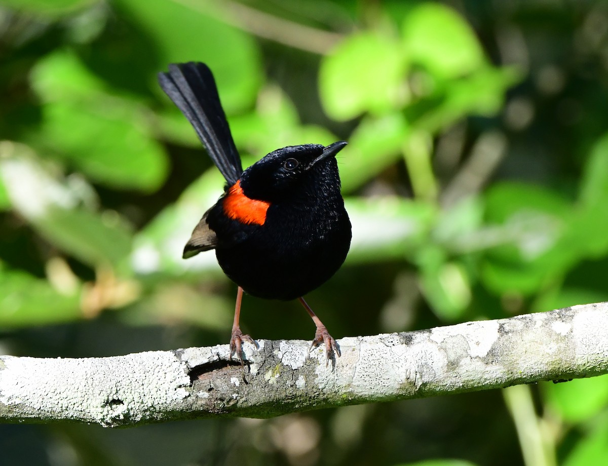 Red-backed Fairywren - Andy Gee