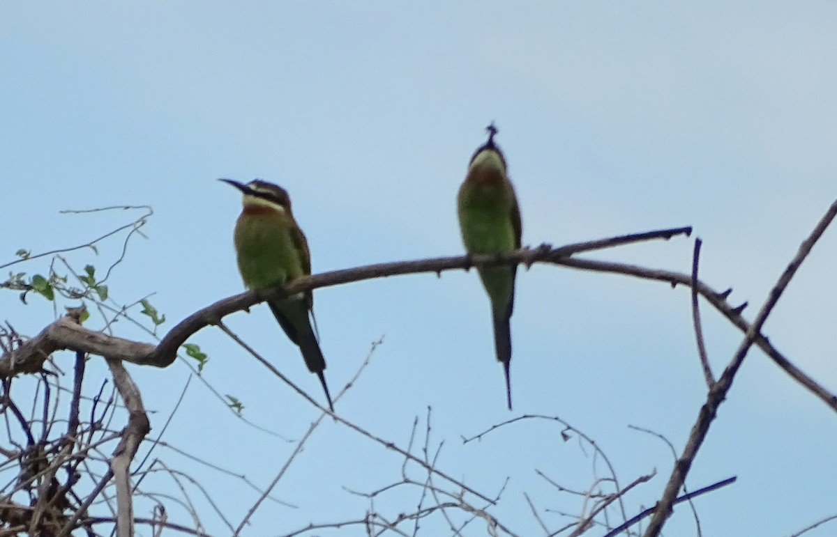 Madagascar Bee-eater - ML348803871