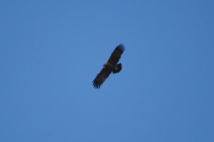 Greater Spotted Eagle - Subbu Subramanya