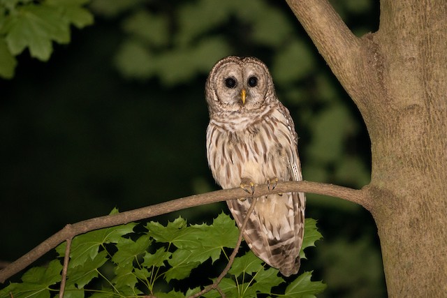 Barred Owl