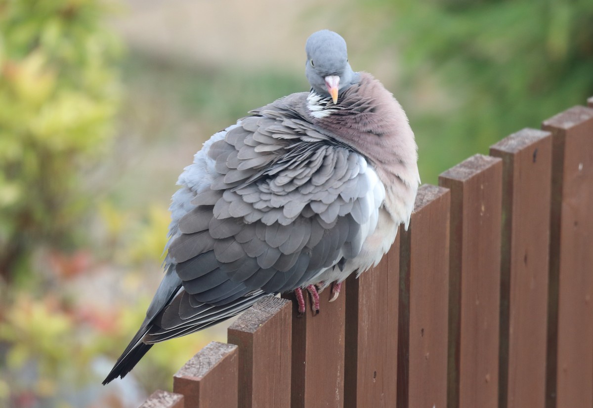 Common Wood-Pigeon - ML348813251