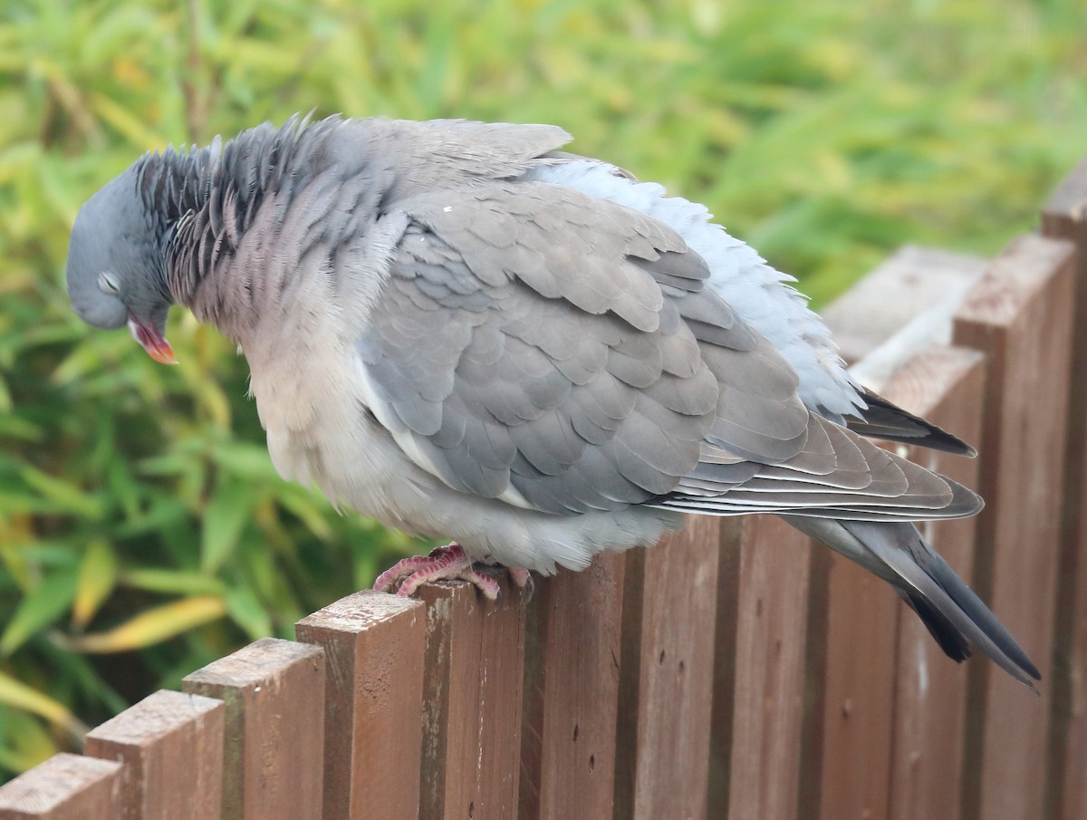 Common Wood-Pigeon - ML348813271