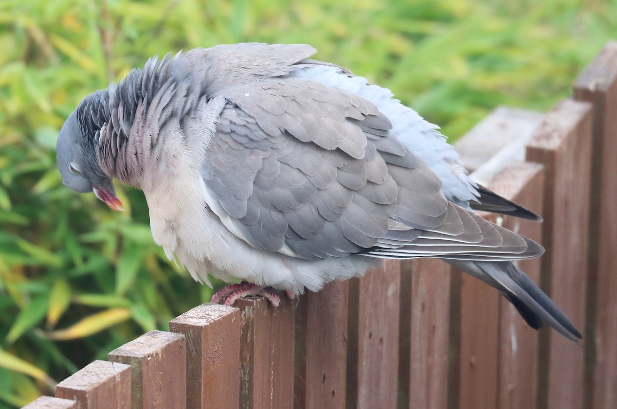 Common Wood-Pigeon - ML348813291